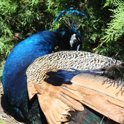 Светлана Баланюк