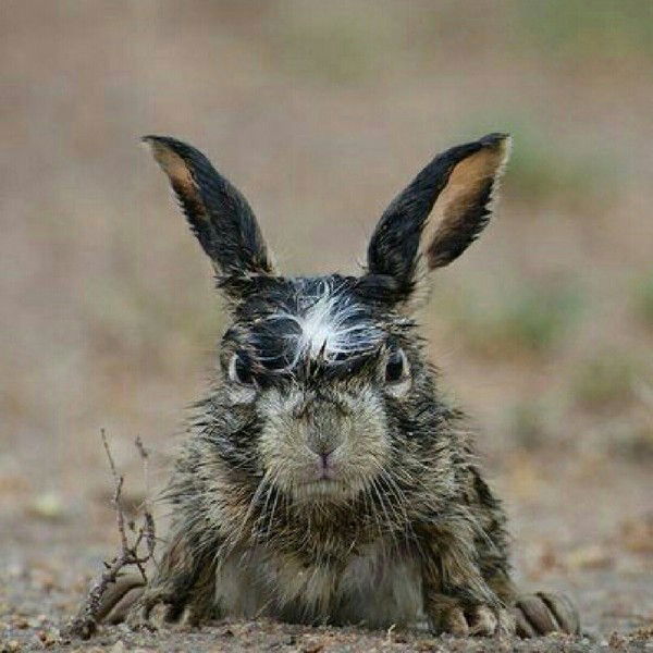 Вячеслав Архипов