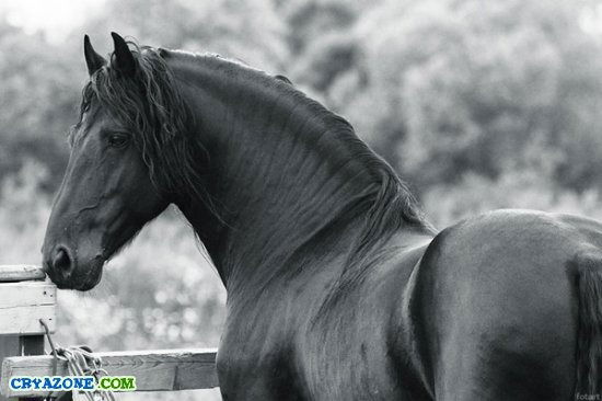 Аманёк Мешитбаев