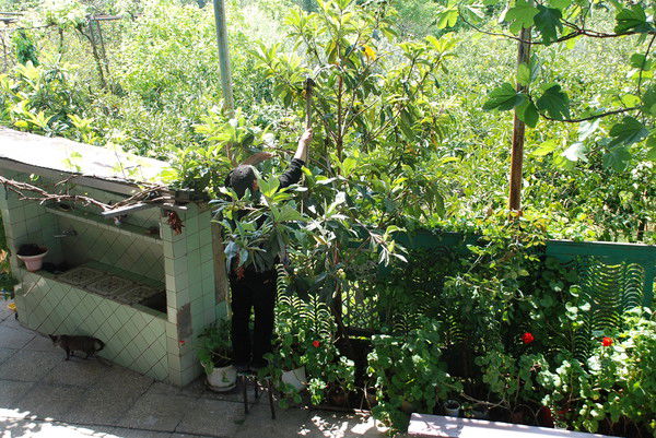 Андроник Димирчан