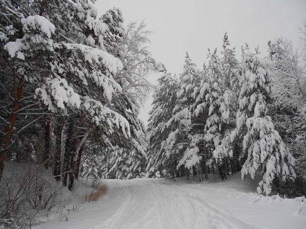 Надежда Макарова