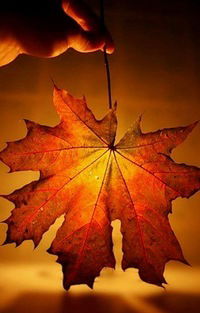 Анюта Дмитриева