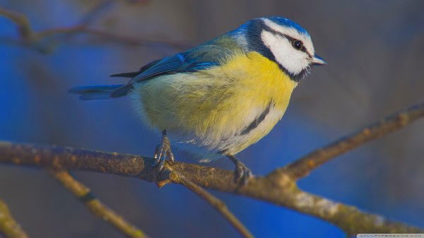 Татьяна Еремеева
