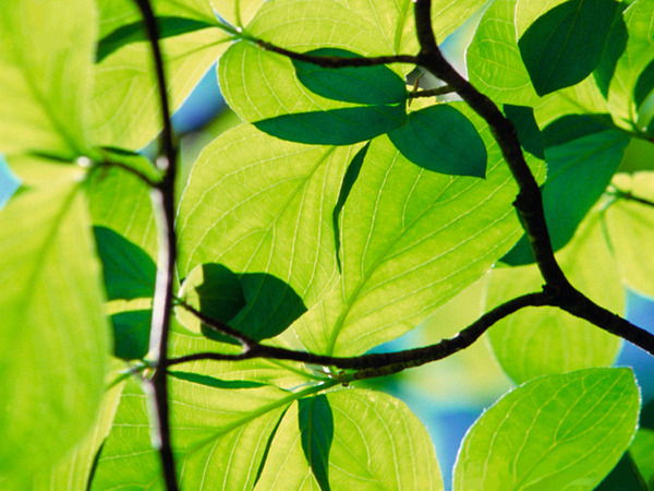 Костя Горячев