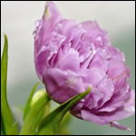 Наталья Рожкова