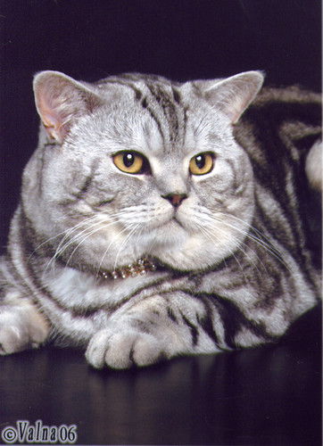 Сфинкс Отдыхает