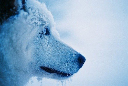 Максим Котлов