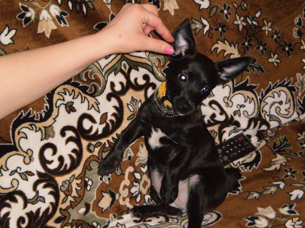 Анна Батанова