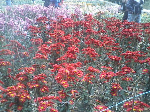 Елена Елена