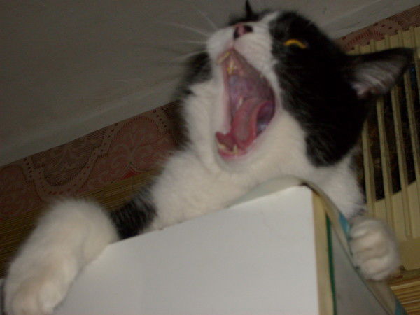 Марина Першукова