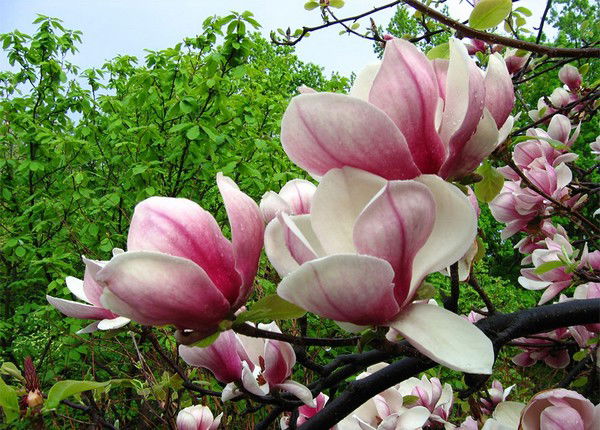 Ранохон Кадырова