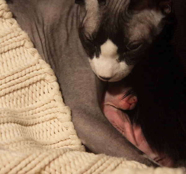 Елена Сорочайкина