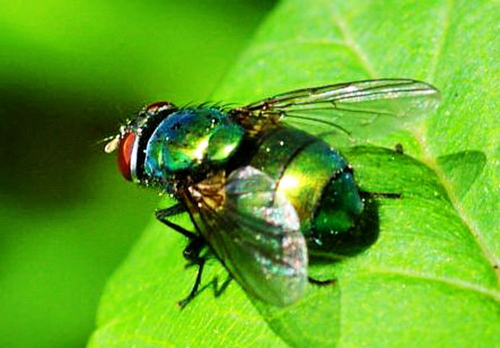 Летающая Муха Спрашки