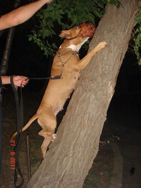 Алексей Кожановский