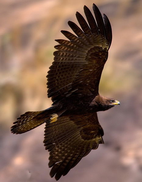 Ирина Заколюкина