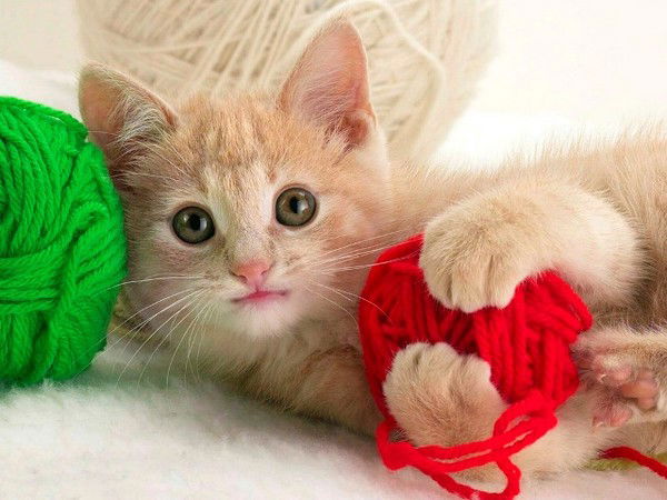 Павел Мидвижатник