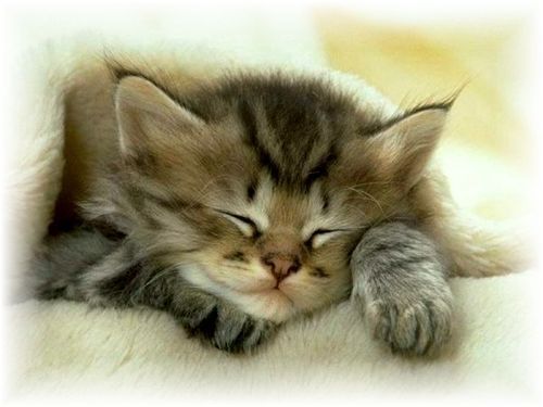 Наталья Литвинова