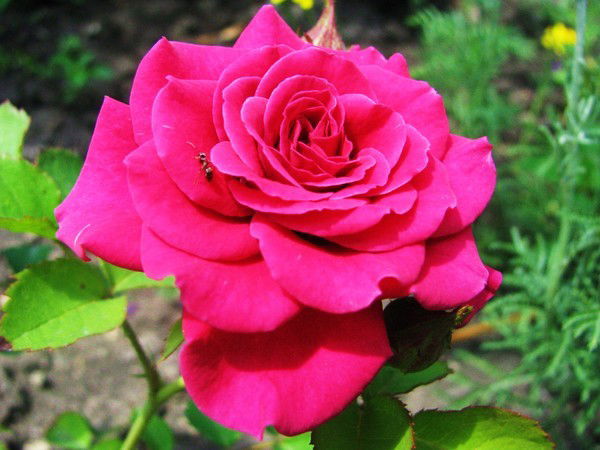 Салтанат Кусаинова