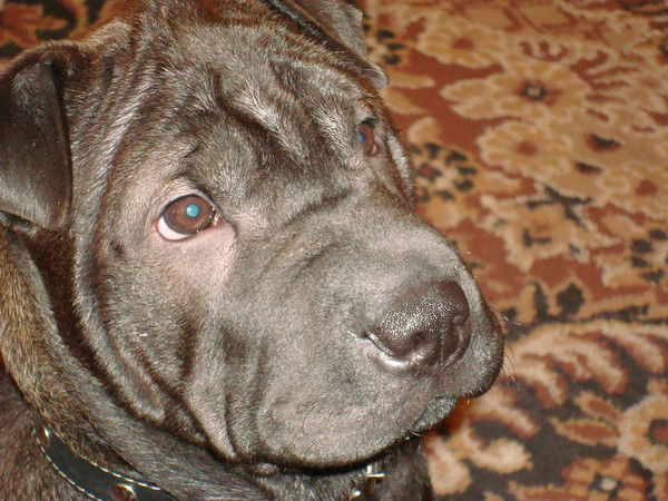 Александр Чимпоеш