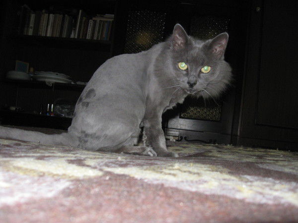 Леонид Погорельский