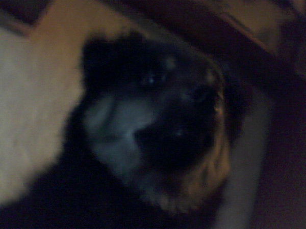 Александр Абросов