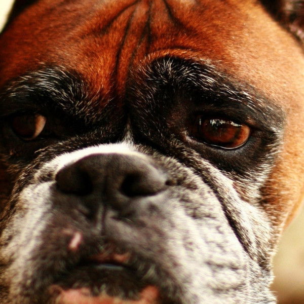 Алексей Ворошилов