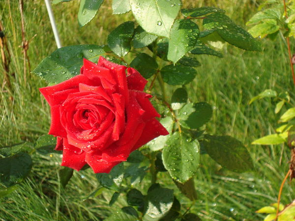 Эльза Хабибуллина