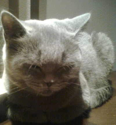 Александра Мишкова