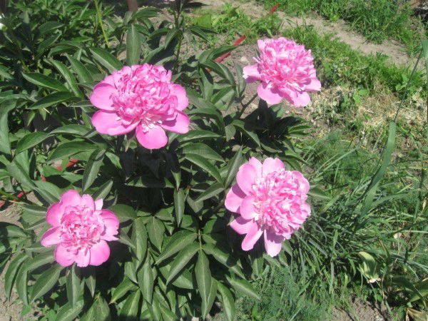 Татьяна Шилина