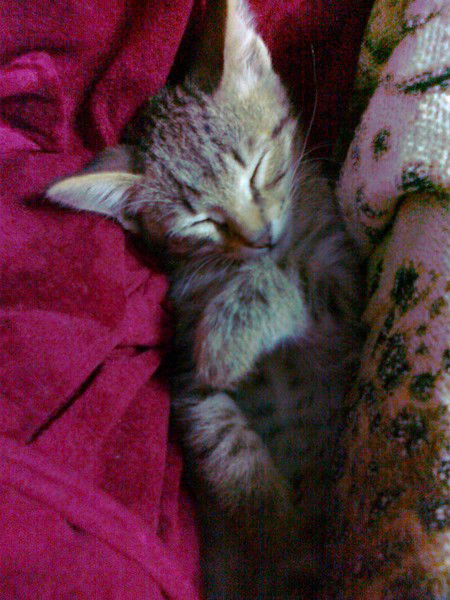 Евгений Чапыгин