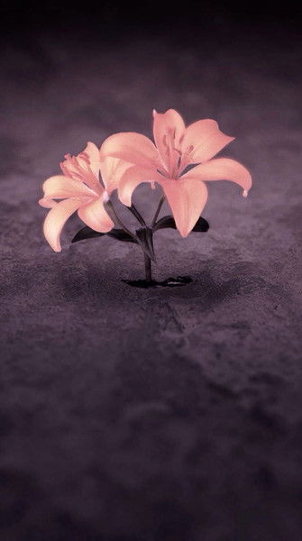 Зуля Газимагомедова