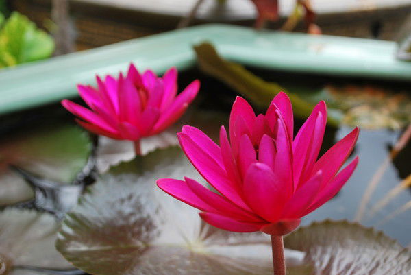 Ольга Конева