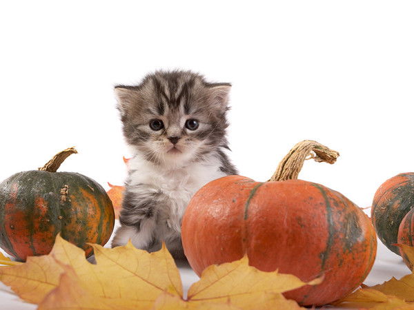 Ната Шипило