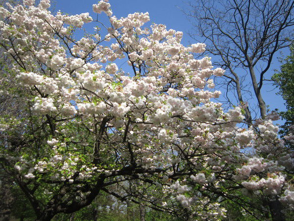 Марина Звиринская