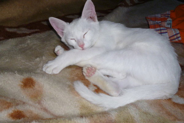 Елизавета Елизавета