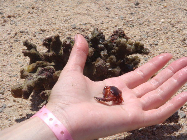 Наташа Шмырова