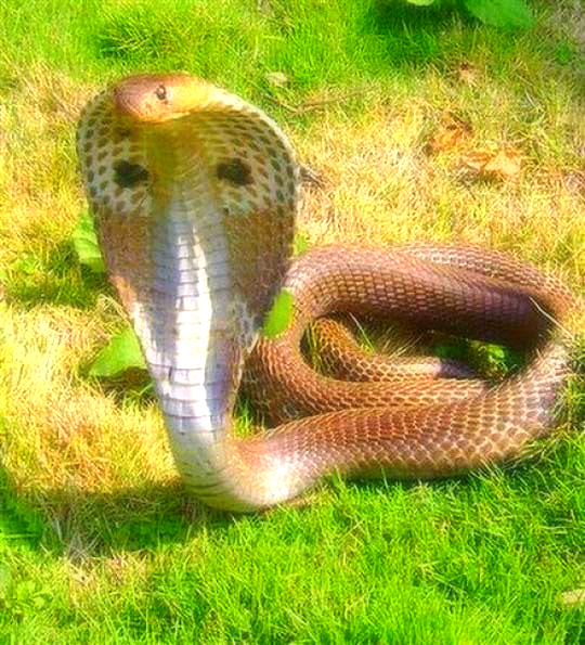 Ирина Чернышова