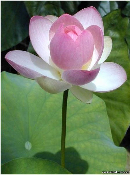 Ботагоз Кемельбаева