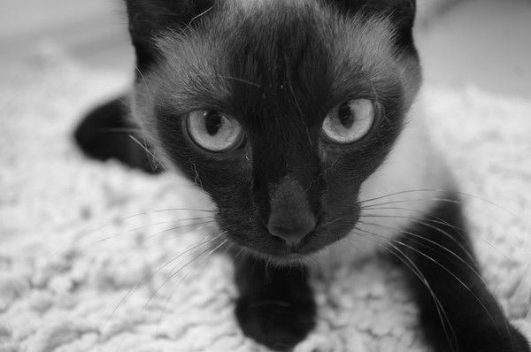 Дарья Алипова