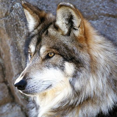 Дмитрий Ахтенев