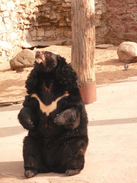 Павел Павел