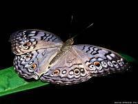 Наталья Рыжова