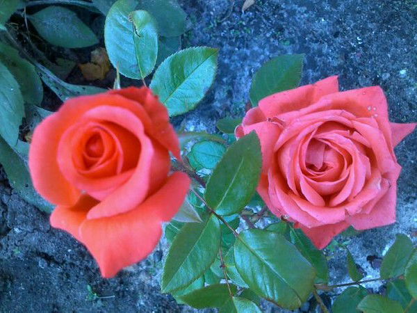 Анна Комелькова