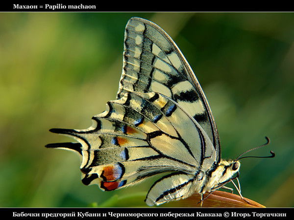 Светлана Единарова)Титова