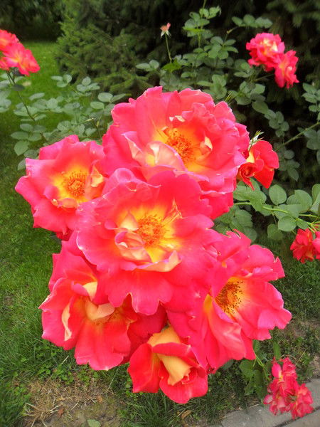 Елена Петракова