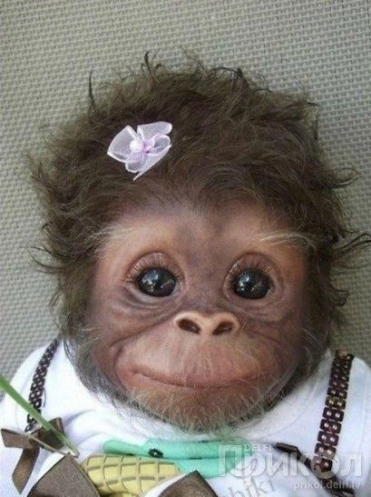 Маргаритка