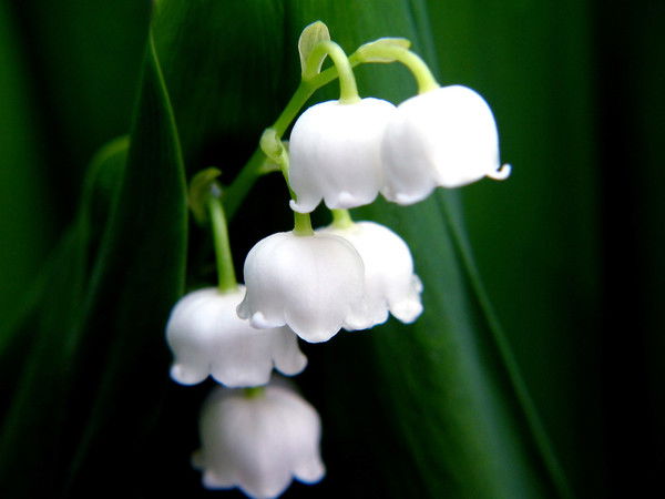 Гузал Лутфиддинова