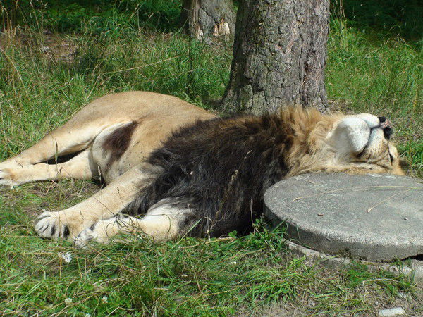 Андрей Кучинский
