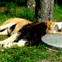 Андрей Кучинский