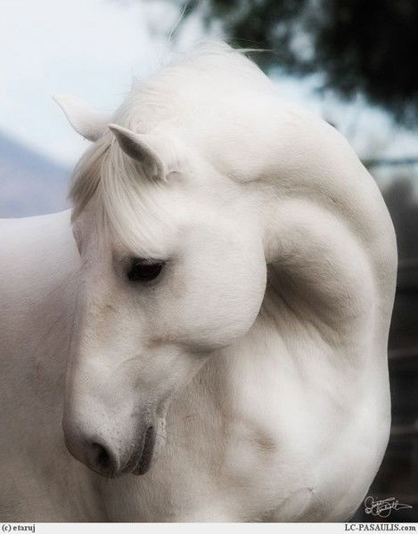 ***бик*** ***небеса***